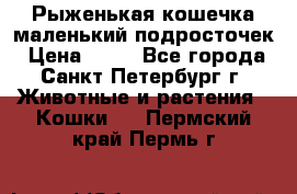 Рыженькая кошечка маленький подросточек › Цена ­ 10 - Все города, Санкт-Петербург г. Животные и растения » Кошки   . Пермский край,Пермь г.